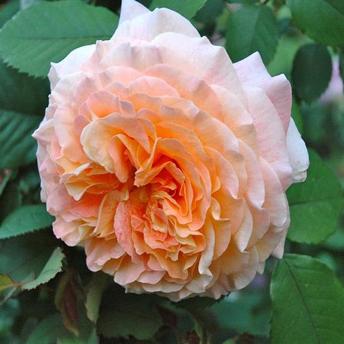 Sárga - Rózsa - Jef l'Artiste - Online rózsa vásárlás